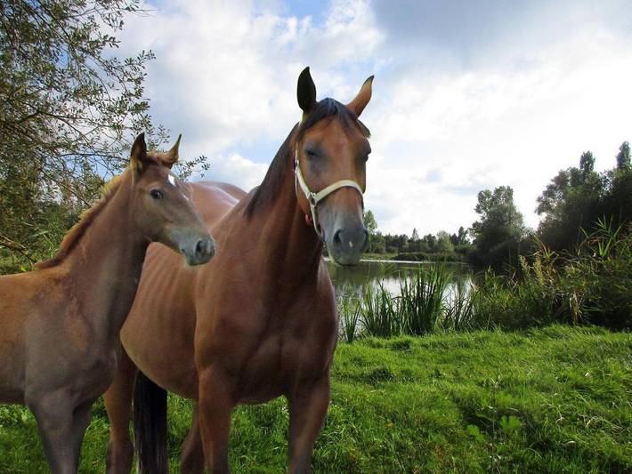 Location de vacances pour 3 personnes, avec Balcon et Terrasse ainsi que Jardin et Vue sur le lac dans Relevant