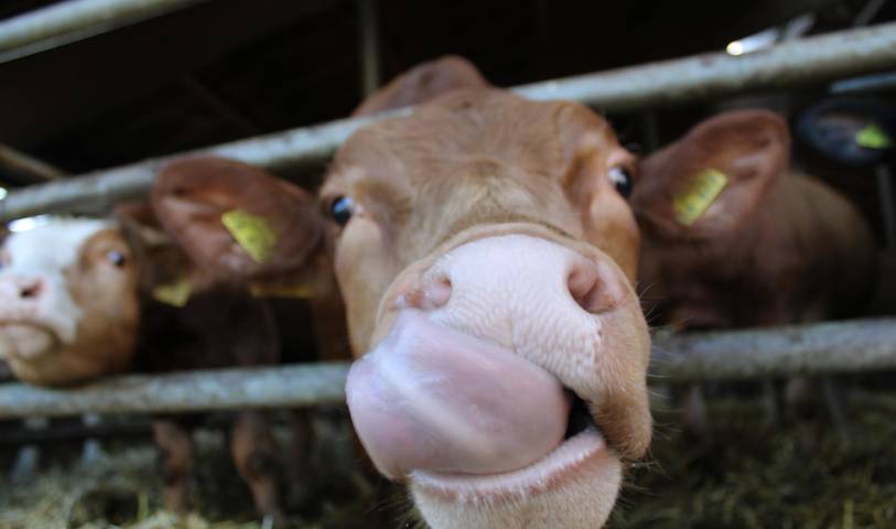 Bauernhof für 3 Personen, mit Balkon und Balkon/Terrasse sowie Sauna im Bayerischer Wald - 4