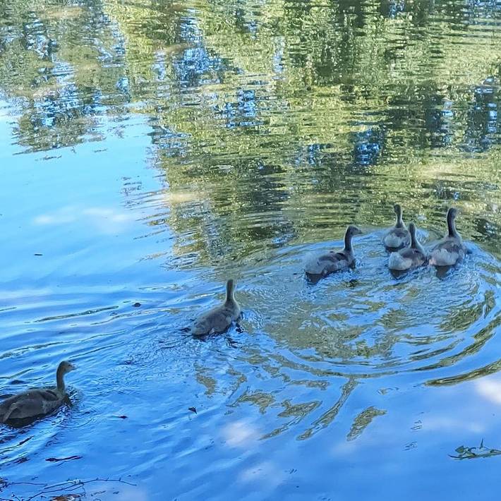 Location de vacances pour 5 personnes, avec vue et jardin, animaux acceptés à Vieux-Vy-sur-Couesnon
