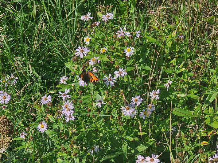Ferienhaus für 4 Personen, mit Terrasse, kinderfreundlich in Lakolk - 4