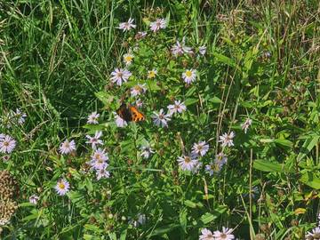 Ferieudlejning til 4 Personer i Lakolk, Rømø, Billede 3