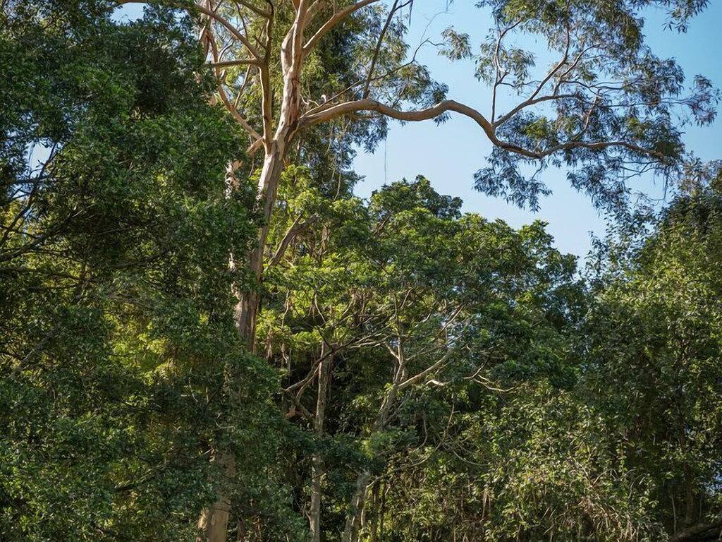 Cabbage Tree @ Hidden Valley Retreat Cottages in Sydney, Blue Mountains
