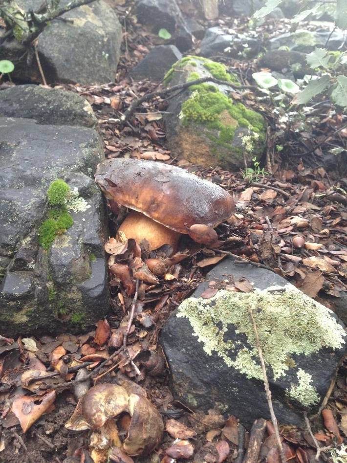 Casa rural para 6 personas, con vistas además de piscina y jardín en Las Villuercas - 4