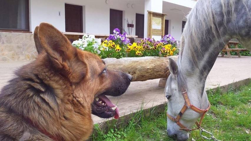 Apartamento de vacaciones para 2 personas, con vistas además de piscina y jardín en Sierra de Cazorla - 4
