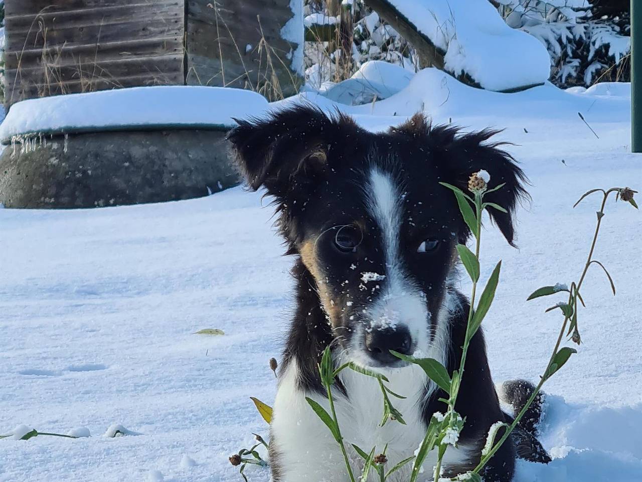 Ganze Ferienwohnung, Wolfsgrund 14 - Appartement/Fewo, Dusche, Wc in Dorfchemnitz, Chemnitz und Umgebung