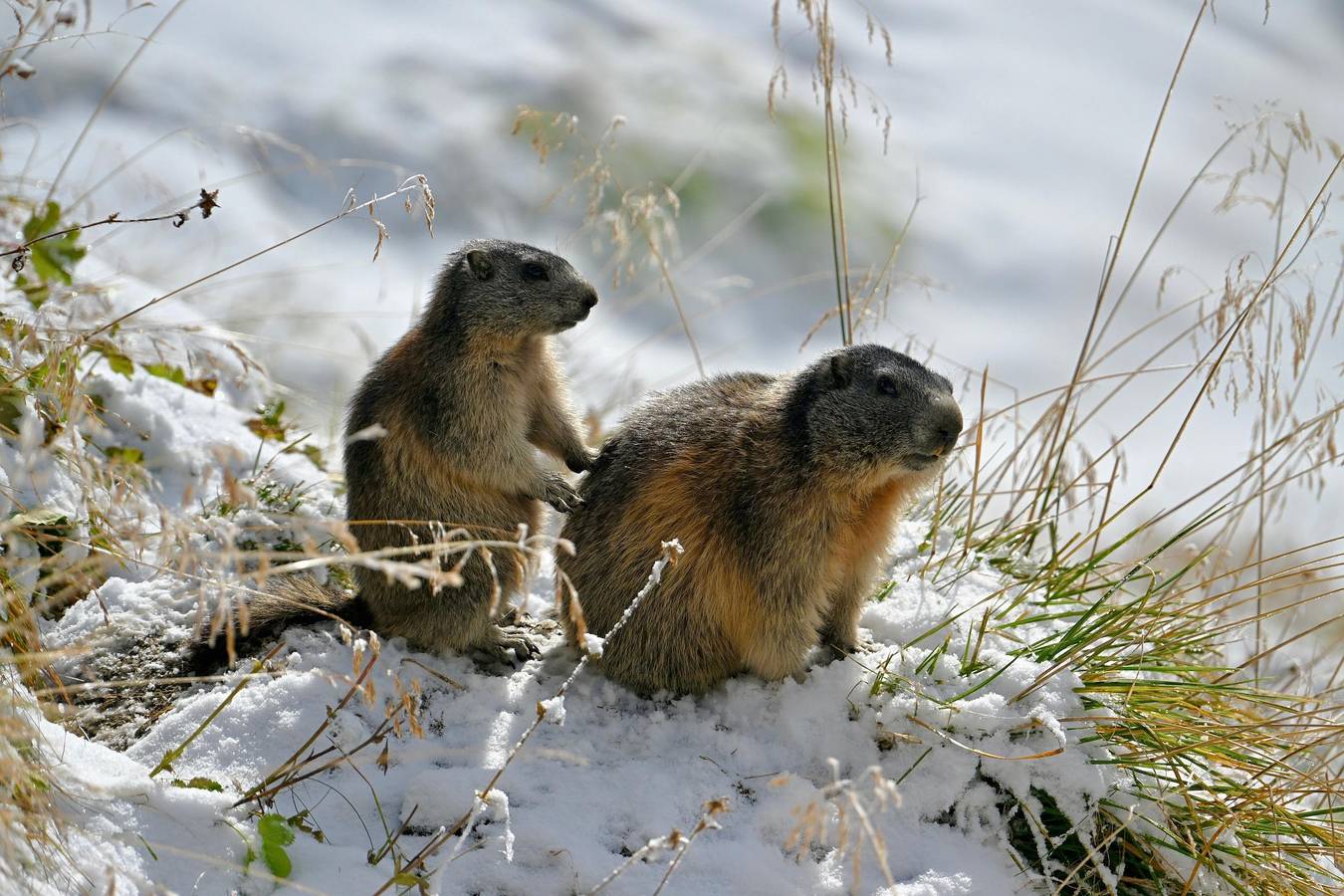 Ganze Ferienwohnung, Doppelzimmer in Kals am Großglockner, Bezirk Lienz