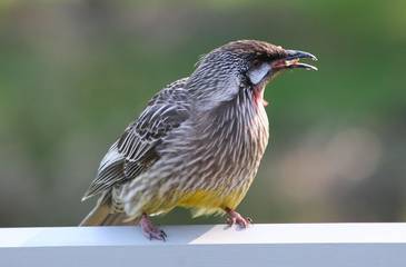 Holiday Home for 7 People in Halls Gap, Shire of Northern Grampians, Photo 1