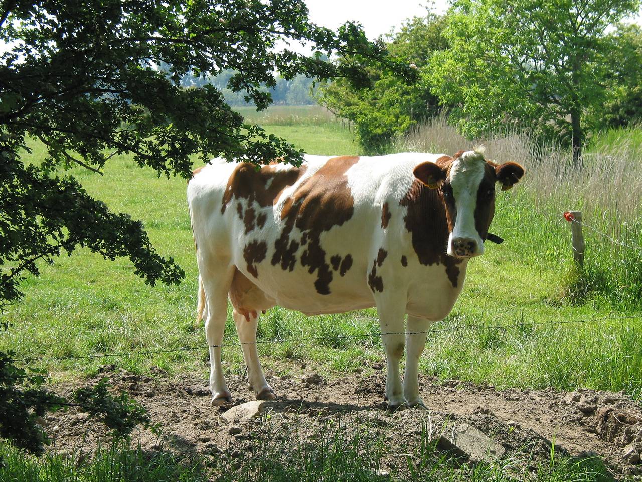 Ferienhaus 'Seehund' mit gemeinsamer Terrasse und gemeinsamem Garten in Wangerland, Nordseeküste