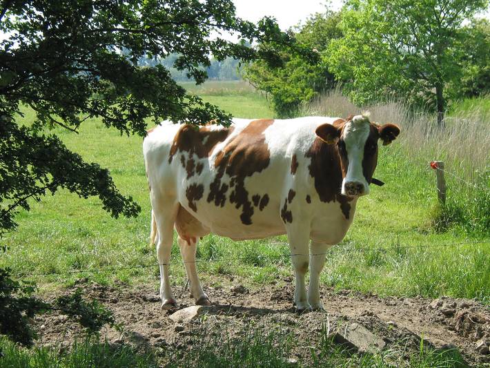 Ferienhaus für 5 Personen, mit Garten in Wangerland - 4