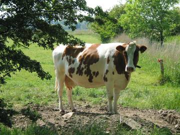 Bauernhof für 5 Personen in Wangerland, Nordseeküste, Bild 3