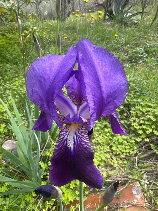Location de vacances pour 5 personnes, avec vue et jardin, adapté aux familles à Apricale - 2