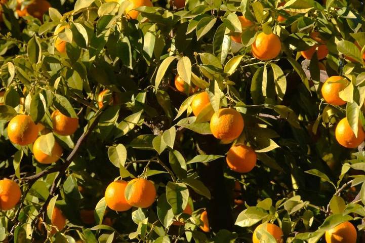Casa rural para 9 personas, con jardín además de vistas y piscina en La Carlota - 3