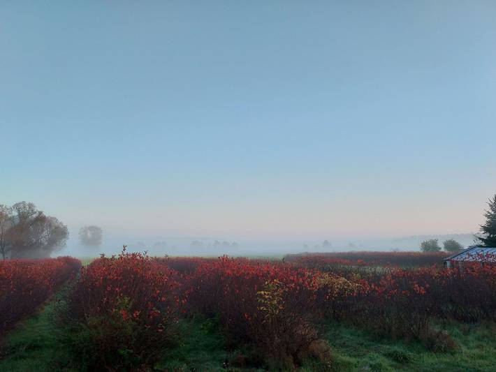 Bauernhof für 4 Personen, mit Garten und Terrasse, mit Haustier im Spreewald - 4