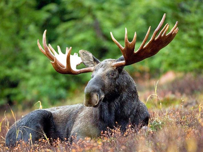 Ferienhaus für 6 Personen, mit Terrasse, kinderfreundlich in Dalsland - 4