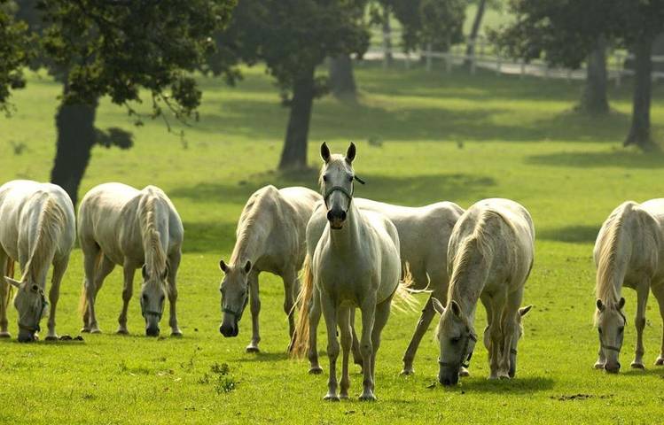 Ferienhaus für 6 Personen, mit Terrasse, mit Haustier in Slowenien - 2