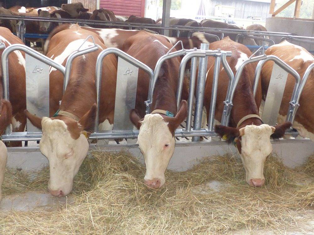 Ferienbauernhof Storchenhäusle - Rose in Simmershofen, Taubertal