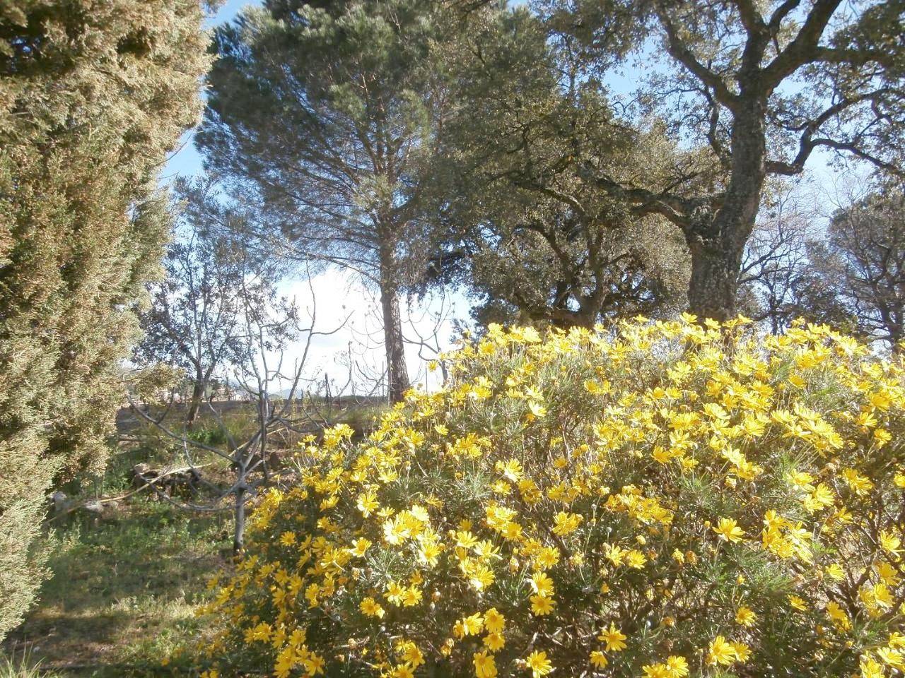 La Maison des Oliviers in Cogolin, Côte méditerranéenne (France)