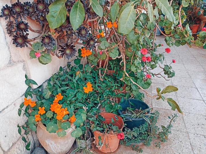 Chambre d’hôte pour 2 personnes, avec balcon et vue à Jérusalem - 2