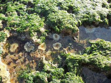 Vacation House for 8 Guests in Santa Cruz County, Picture 2