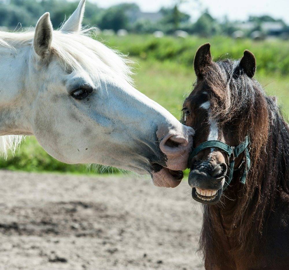 Margarethenhof - Ferienwohnung 1 in Tetenbüll, Eiderstedt