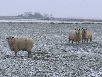 Ferienhaus für 8 Personen in Ockholm, Nordfriesland, Bild 4