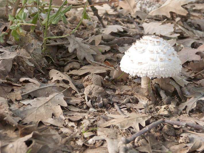 Hotel para 2 personas, con terraza y jardín en La Carballeda - 2