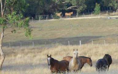 Cottage for 2 People in Bellbrae, Surf Coast Shire, Photo 2