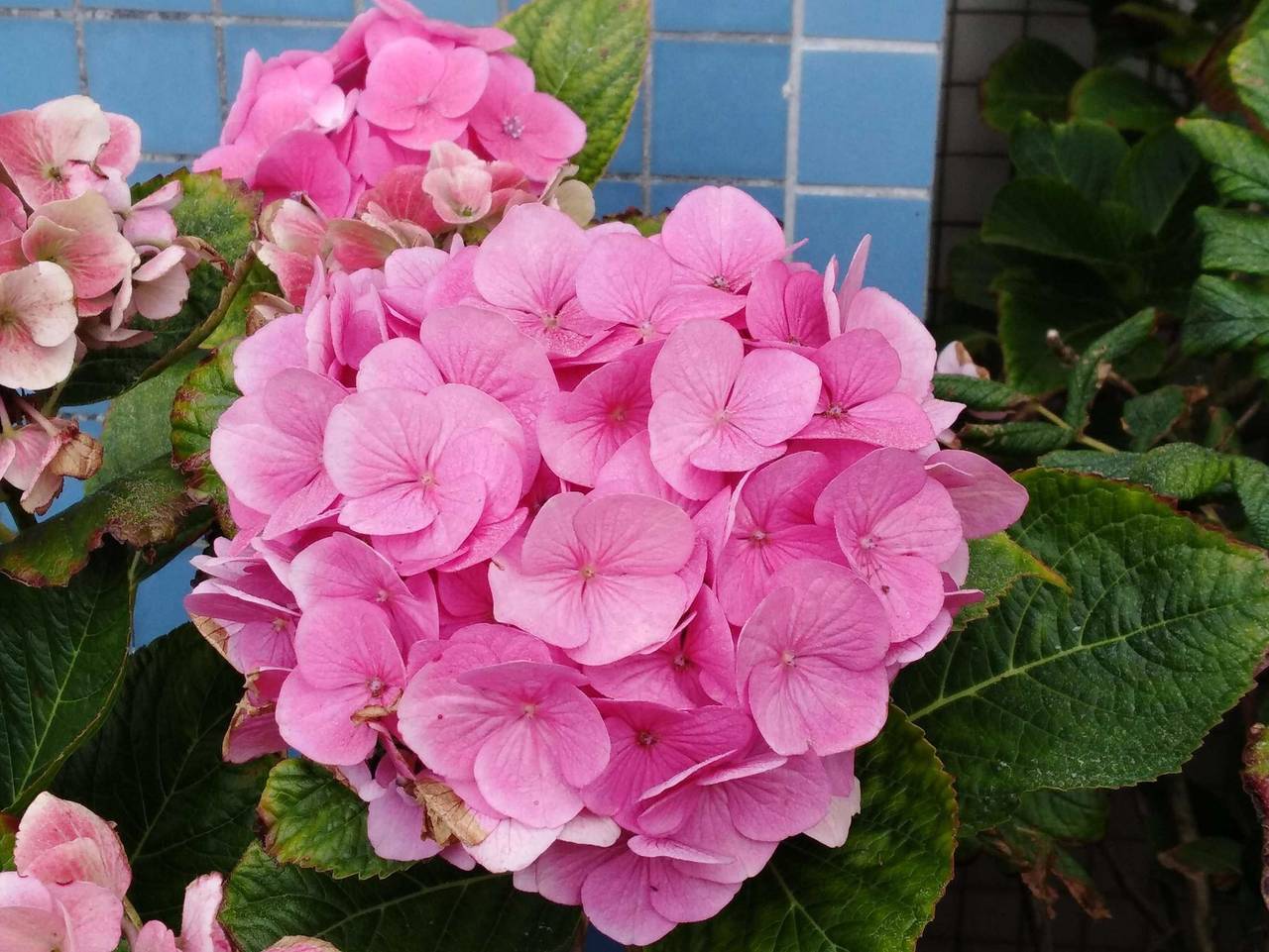 Ganze Ferienwohnung, Haus Atlantic im Zentrum App. 62 (Koch) - 2-Zimmerwohnung Appm. 62 in Westerland, Sylt (Gemeinde)