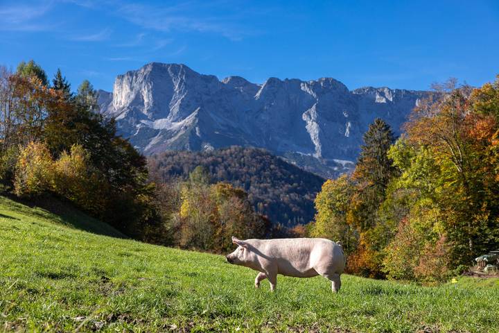 Ferienwohnungen Freidinglehen - Ferienwohnung 2 für  1 - 2 Personen in Marktschellenberg, Alpes de Berchtesgaden
