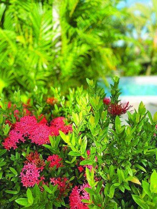 Gîte pour 4 personnes, avec piscine ainsi que vue et jardin à Le Lamentin - 2