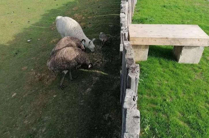 Gîte pour 5 personnes, animaux acceptés à Gesves - 3
