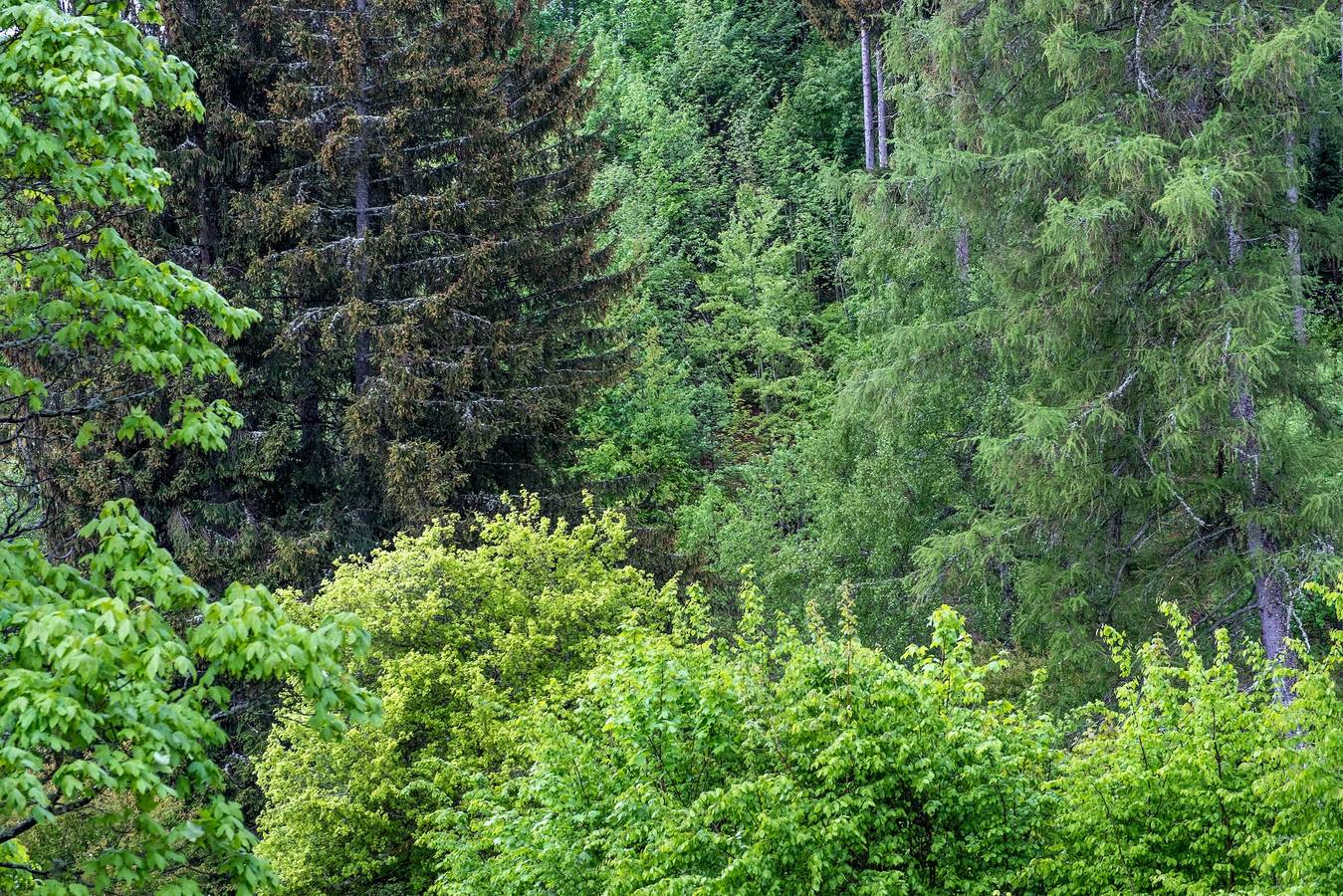 Ganze Wohnung, Ferienwohnung für 3 Personen in Schönwald im Schwarzwald in Schönwald, Südschwarzwald