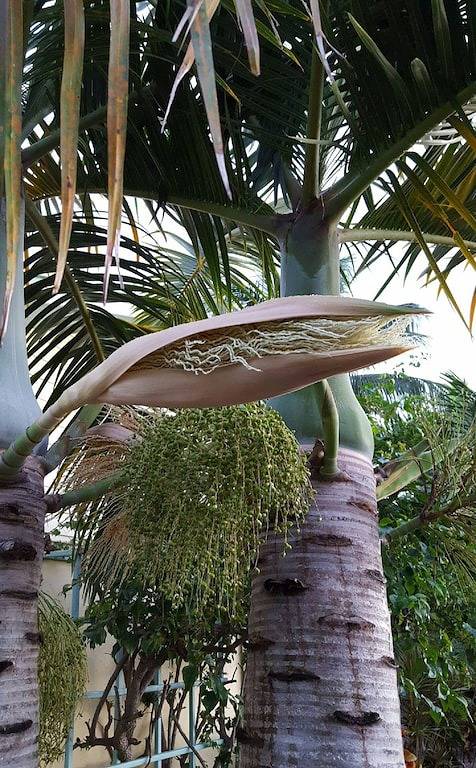 Charming 2/1 Tropical Getaway - zu Fuß zum Strand in Juno Beach, Palm Beach County