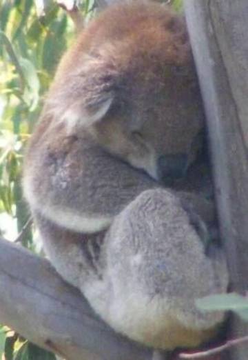 Holiday Home for 7 People in Wye River, Great Ocean Road, Photo 1