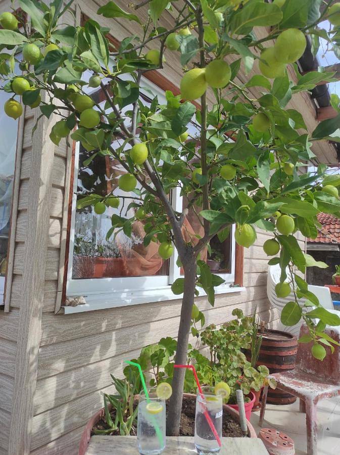 Maison d’hôte pour 2 personnes, avec vue et jardin, adapté aux familles en Bulgarie - 3
