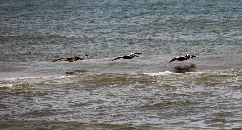 Vacation House for 8 Guests in Nags Head, Dare County