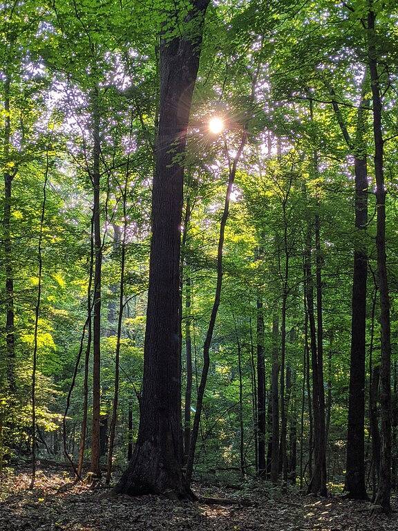 Hocking Hills,Cozy Secluded Cabin,Minutes to Caves/Wifi/Pet Friendly! in Hocking Hills