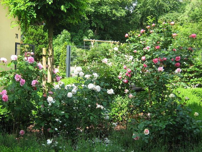 Ferienhaus für 5 Personen, mit Terrasse und Garten in Heinsberg - 4