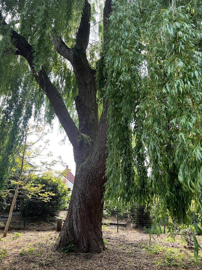 Location de vacances pour 10 personnes, avec jardin, animaux acceptés à Oostkamp - 2