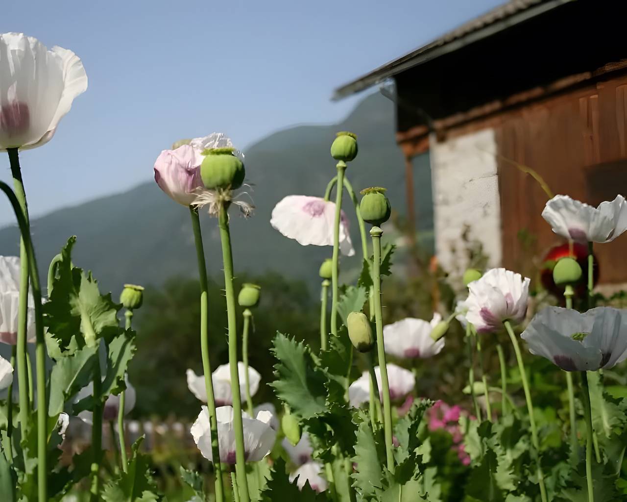 Ganze Wohnung, Ferienwohnung Felderhof Papaver mit Bergblick, Gemeinschaftsterrasse und Wlan in Uttenheim (Gais), Gais