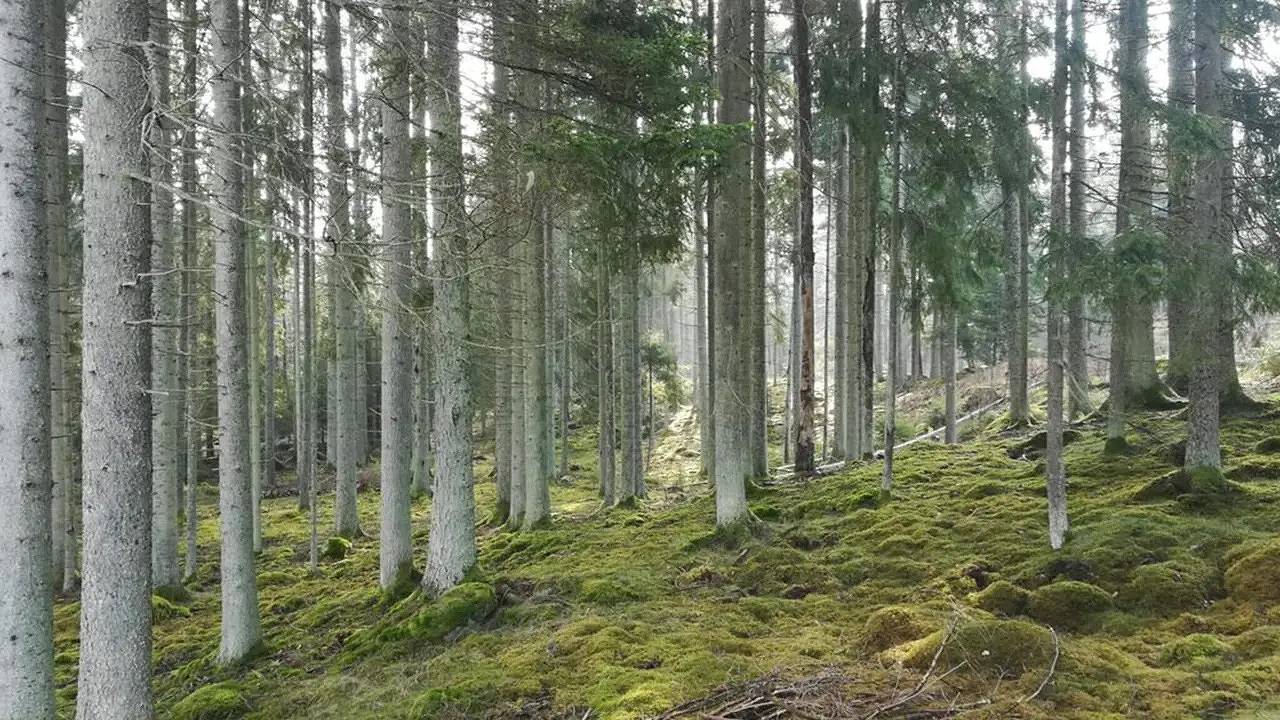 Ferienhaus für 5 Personen (75 m²) in Emmaboda, Emmaboda und Umgebung