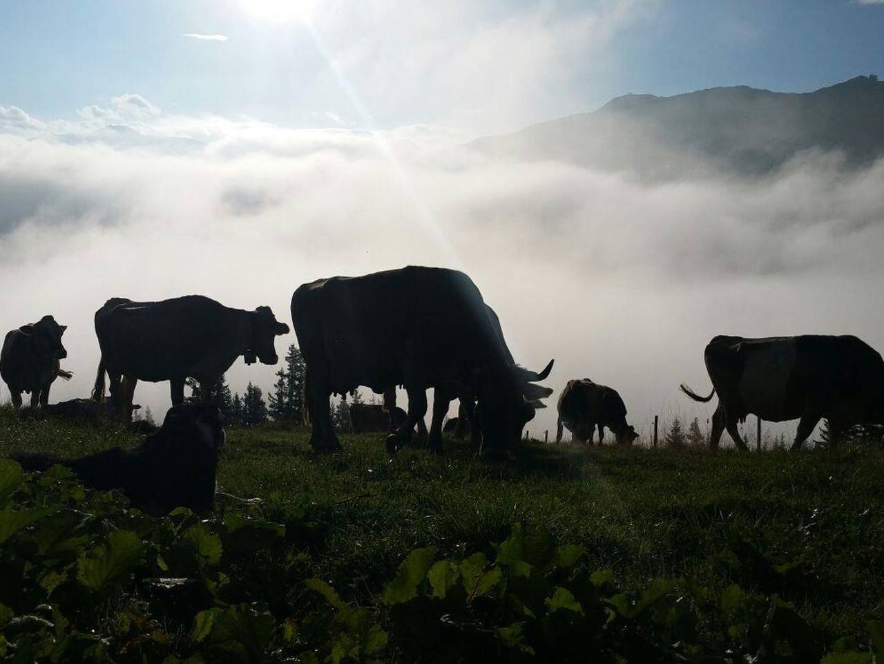Ganze Ferienwohnung, Die Bleibe - Familie Schuler - Die Bleibe - 1 Wohnraum, 1 Schlafraum, Küche in Riezlern, Mittelberg