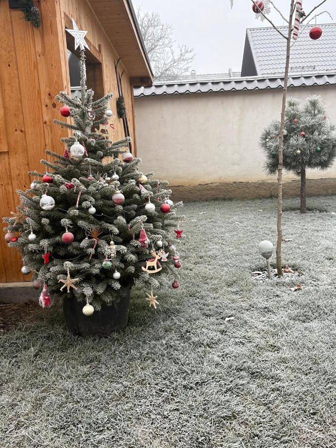 Gîte pour 3 personnes, avec jardin ainsi que sauna et vue, animaux acceptés dans Poiana Brasov - Brasov - 2