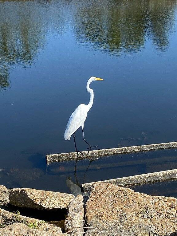 Urige Hütte - 10% Rabatt für Wochenreservierung - 20% für zwei Wochen in Port St. Joe, Emerald Coast