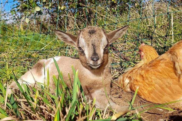 Location de vacances pour 8 personnes, avec jardin ainsi que terrasse et piscine, animaux acceptés à Masclat - 4