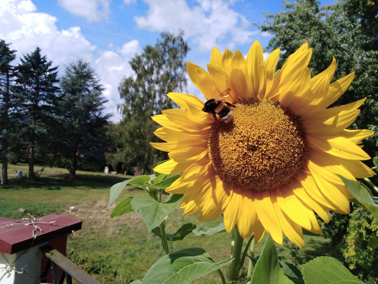 Ganze Wohnung, Fewo Sonnenblume in Daun, Vulkaneifel