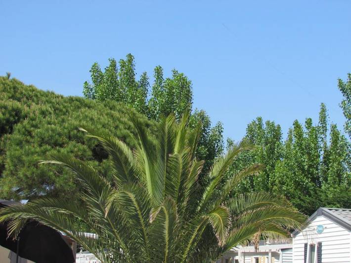 Camping pour 6 personnes, avec Jacuzzi et Terrasse ainsi que Jardin et Bassin pour enfant à Ramatuelle - 3