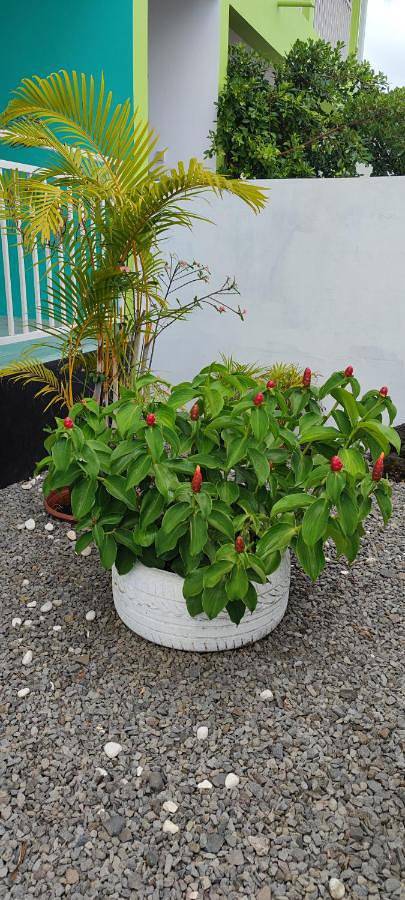 Gîte pour 4 personnes, avec jardin et terrasse à Bras-Panon - 2