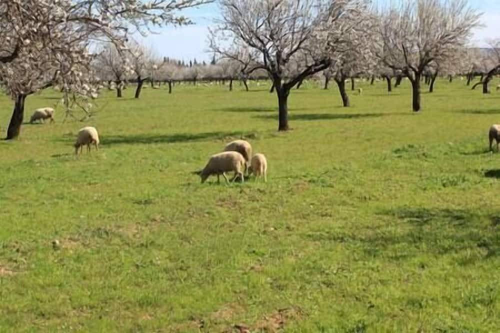 Little House & Garden In Palma Next To University in Palma Old Town, Palma
