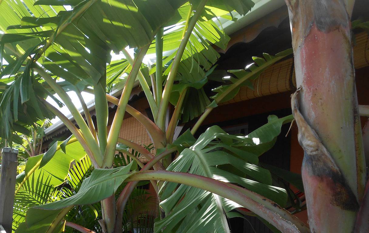 Appartement entier, Kaz 2 - Kaz à Ti Cam in Saint-Louis (Antilles), Guadeloupe